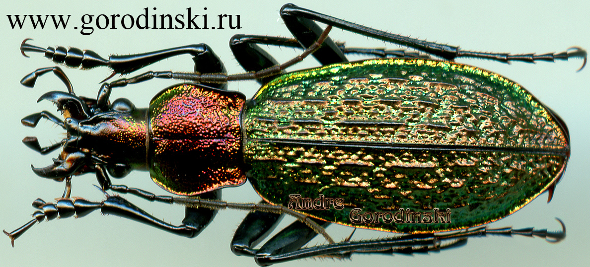 http://www.gorodinski.ru/carabus/Ainocarabus avinovi.jpg